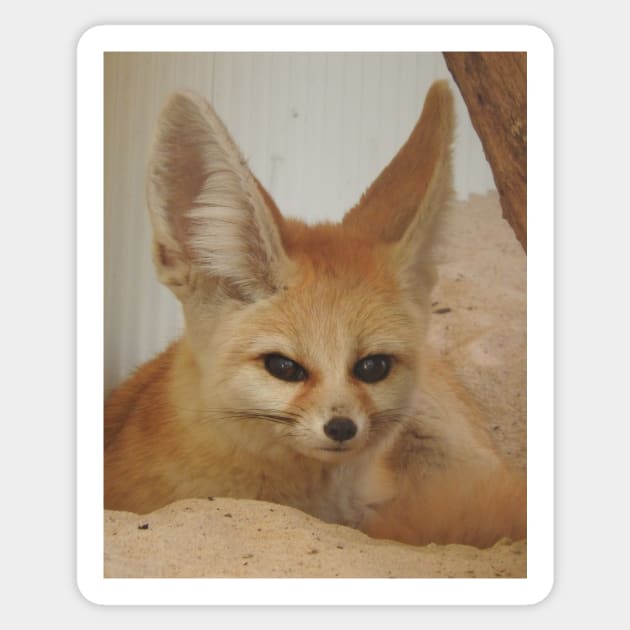 Fennec Fox Sticker by kirstybush